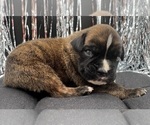 Small #6 Boxer