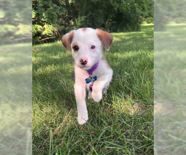 Medium Photo #3 Australian Shepherd-Unknown Mix Puppy For Sale in Plainfield, IL, USA