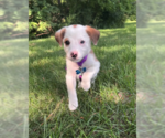 Small #2 Australian Shepherd Mix
