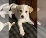 Small Great Pyrenees Mix