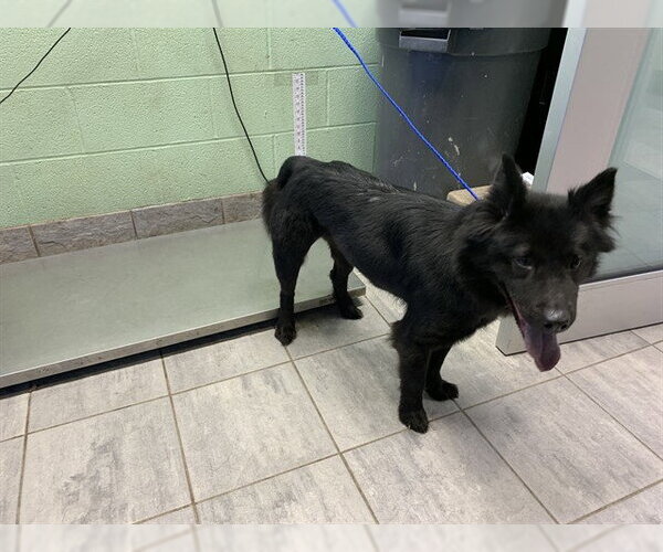 Medium Photo #1 Chow Chow-Unknown Mix Puppy For Sale in Grand Prairie, TX, USA