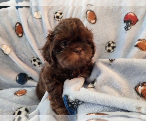 Medium Photo #5 Shih Tzu Puppy For Sale in WESLEY CHAPEL, FL, USA