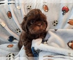 Small #4 Shih Tzu