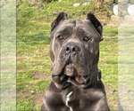 Small Cane Corso