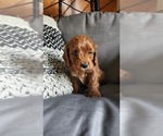 Small #3 Cavapoo (Miniature)