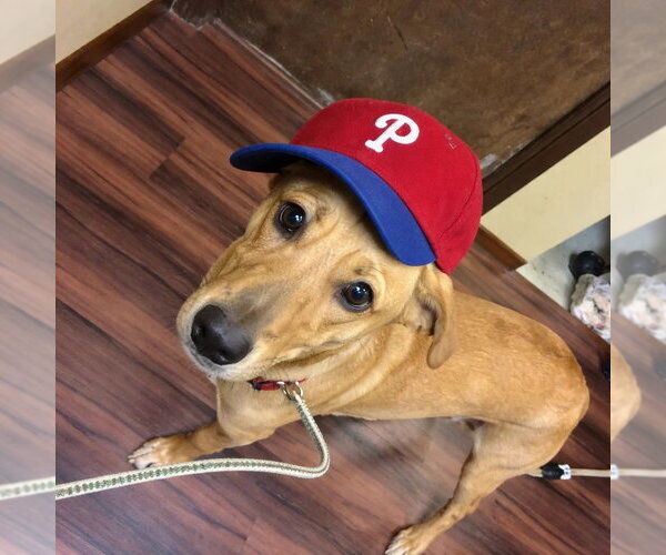 Medium Photo #4 Mutt Puppy For Sale in Mt. Laurel, NJ, USA