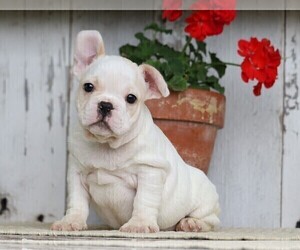 French Bulldog Puppy for sale in FREDERICKSBG, OH, USA