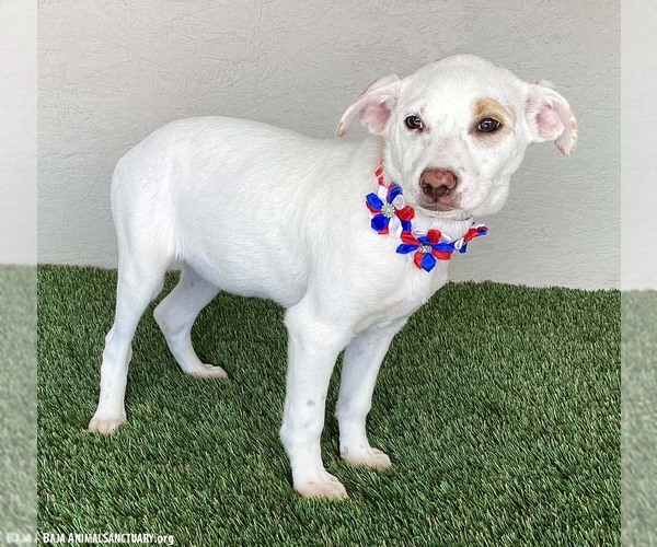 Medium Photo #3 Labrador Retriever-Unknown Mix Puppy For Sale in San Diego, CA, USA