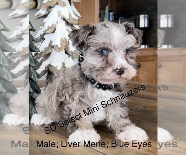 Medium Photo #1 Schnauzer (Miniature) Puppy For Sale in FLORENCE, SD, USA