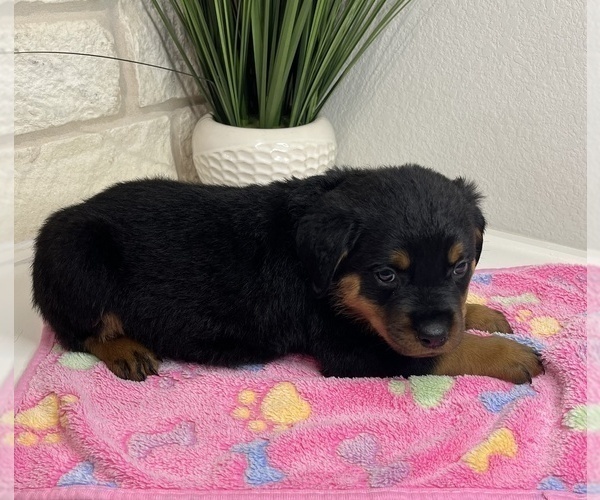 Medium Photo #8 Rottweiler Puppy For Sale in FORT WORTH, TX, USA