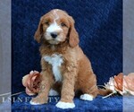 Small #3 Goldendoodle (Miniature)