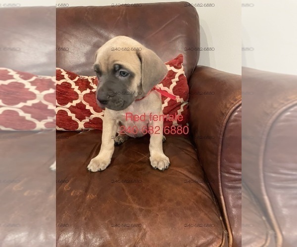 Full screen Photo #4 Cane Corso Puppy For Sale in DENTSVILLE, MD, USA