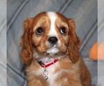 Image preview for Ad Listing. Nickname: Marlow