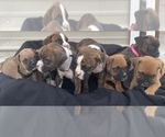 Small Photo #10 Boxer Puppy For Sale in LUCERNE VALLEY, CA, USA