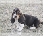Small #1 Basset Hound