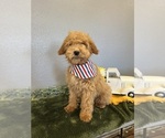 Small Photo #1 Mini Whoodle (Wheaten Terrier/Miniature Poodle) Puppy For Sale in DOSS, MO, USA