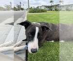 Small #5 American Pit Bull Terrier-Labrador Retriever Mix