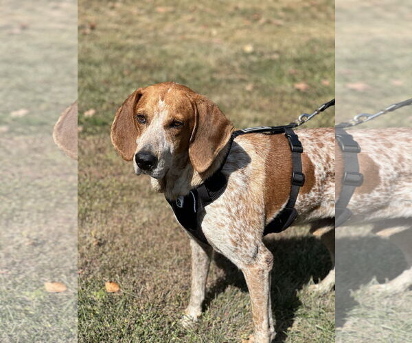 Medium Photo #3 Mutt Puppy For Sale in Tarrytown, GA, USA