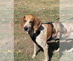 Small #2 Mutt
