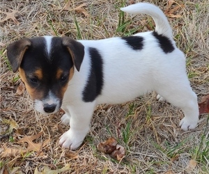Jack Russell Terrier Puppy for sale in REDFIELD, KS, USA
