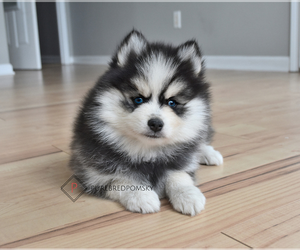 Medium Photo #2 Pomsky Puppy For Sale in KANSAS CITY, MO, USA