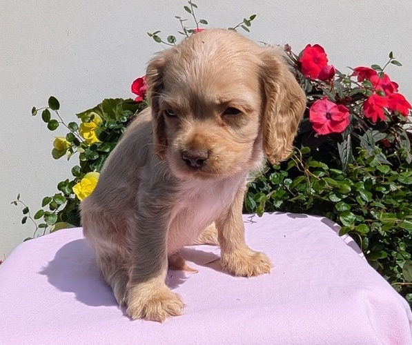 Medium Photo #20 Cocker Spaniel Puppy For Sale in GOSHEN, IN, USA