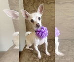 Small Photo #2 Chihuahua-Unknown Mix Puppy For Sale in Phoenix, AZ, USA