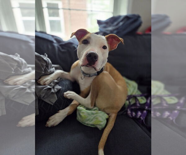 Medium Photo #9 American Pit Bull Terrier Puppy For Sale in Hillsboro, NH, USA