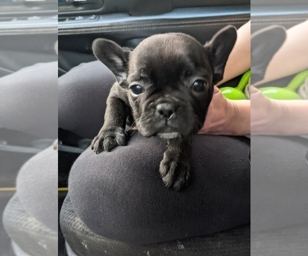 Medium Photo #1 French Bulldog Puppy For Sale in SPENCER, TN, USA