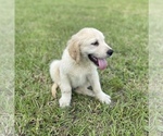 Small #22 English Cream Golden Retriever