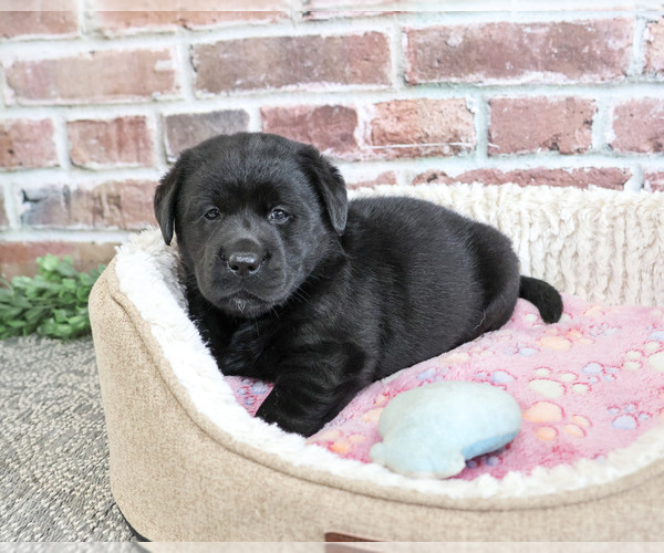 Medium Photo #2 Labrador Retriever Puppy For Sale in SYRACUSE, IN, USA