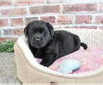 Small #1 Labrador Retriever
