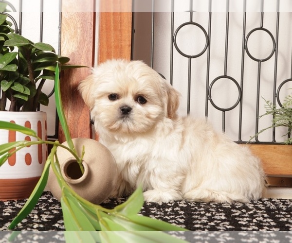 Medium Photo #3 Shih Tzu Puppy For Sale in NAPLES, FL, USA