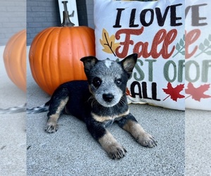 Australian Cattle Dog Puppy for sale in FRANKLIN, IN, USA