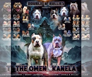 Mother of the American Bully puppies born on 01/31/2024