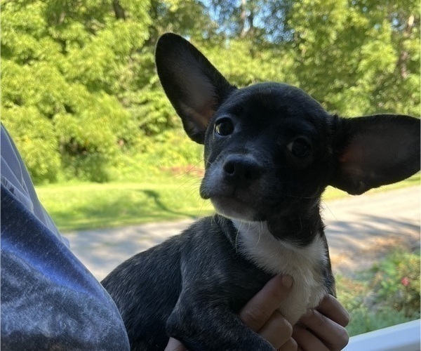 Medium Photo #1 French Bullhuahua Puppy For Sale in SPRAGGS, PA, USA