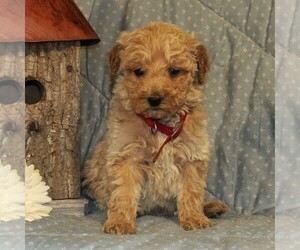 Goldendoodle-Poodle (Miniature) Mix Puppy for sale in PARADISE, PA, USA