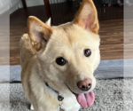 Small Shiba Inu Mix