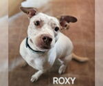 Small #3 American Staffordshire Terrier Mix