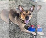 Small #1 American Pit Bull Terrier Mix