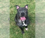 Small American Pit Bull Terrier