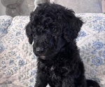 Small Photo #8 Schnoodle (Giant) Puppy For Sale in ANDERSON, CA, USA
