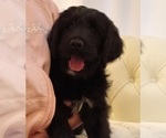 Puppy Jimmy Golden Newfie Doodle
