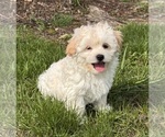 Small Havanese