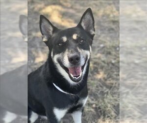 Australian Kelpie-Unknown Mix Dogs for adoption in Conroe, TX, USA