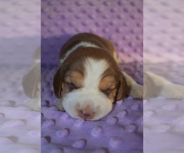 Medium Photo #3 Beagle Puppy For Sale in REASNOR, IA, USA