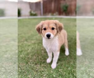 Border Collie Dogs for adoption in Paso Robles, CA, USA