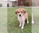 Small Border Collie