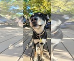 Small German Shepherd Dog Mix