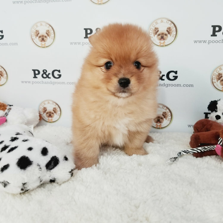 View Ad Pomeranian Puppy for Sale, California, TEMPLE